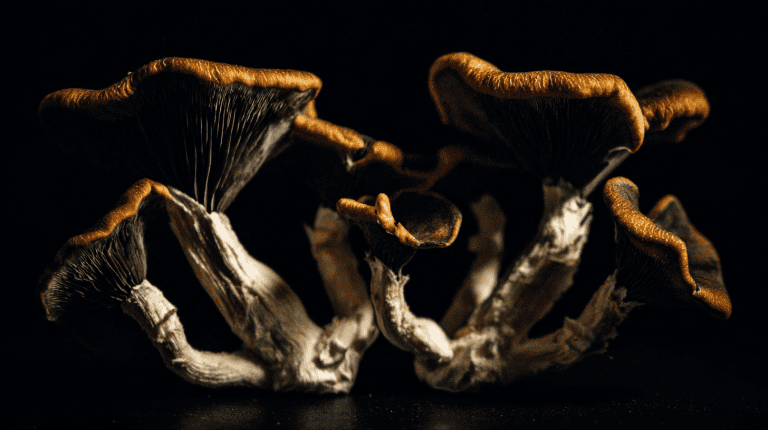 How to grow mushrooms at home