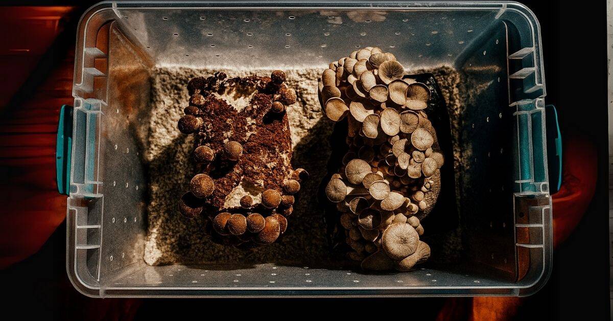 Fruiting Chamber Options: Complete Guide to Mushroom Growing Setups